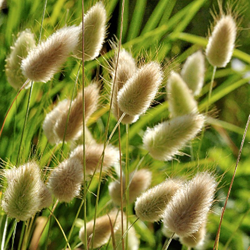 Lagures dans le Jardin du Toucher - Jardin des Cinq Sens - Yvoire